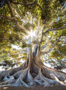 Large tree with large Aerial roots and sun shining through leaves