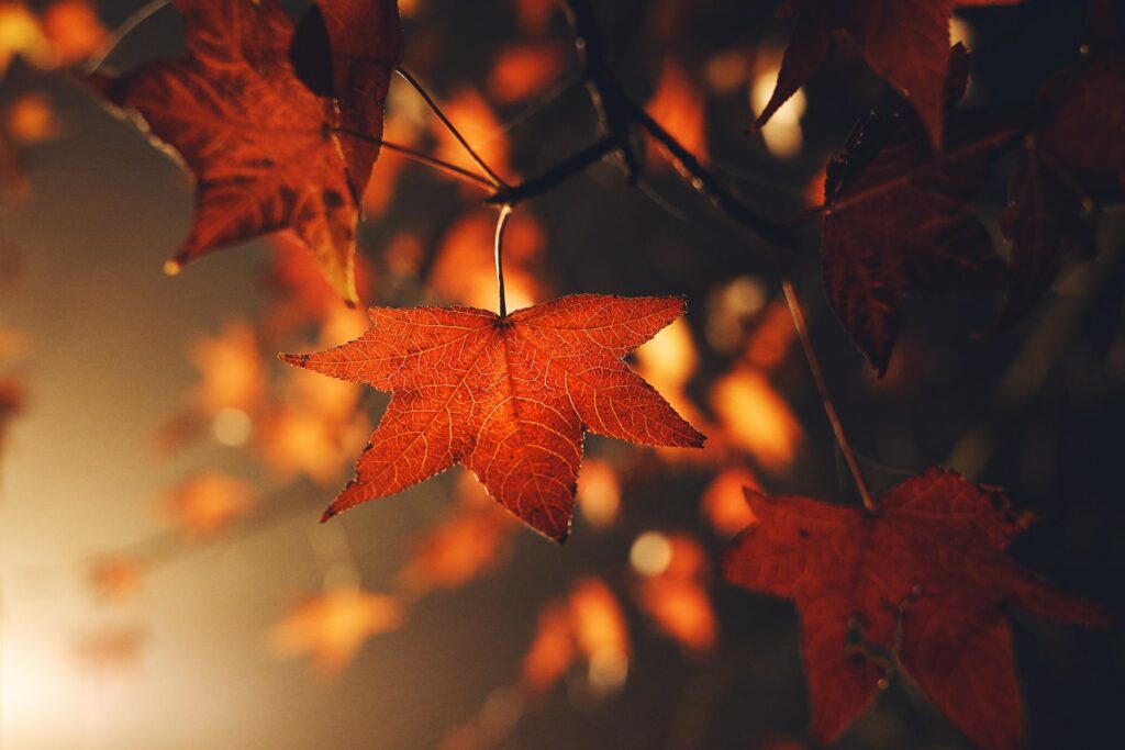 Sun shining on autumn leaves